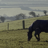 A dense and brilliant-white blanket of mist covers green wetlands in Somerset, England