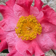 A quadrant of photos :- Top left showing a carpet of snowdrops, Top right is the final two Camelias with frilled petals growing under glass in a Ninfarium, bottom left shows the leaf stock of a giant Fern tightly curled up ready to unfurl , bottom right shows a close up of a clump of Snowdrops basking in the sun at the road side.