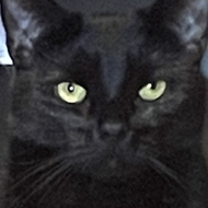 A senior ginger cat and younger black cat with a look of both disbelief and derision.