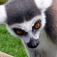 Ring-Tailed Lemur