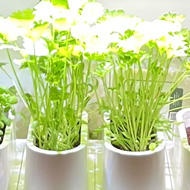 Some bright green herbs growing indoors under a sun lamp