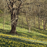 A host of golden daffodils