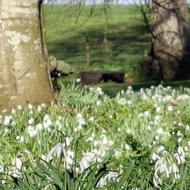 Snowdrops wood