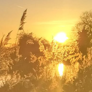 The setting sun in the background, its light bursting into the foreground, setting feathery reed tops aglow