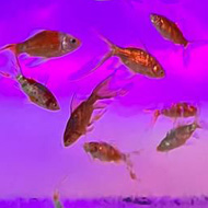 Fish in an illuminated tank with bubbles above.