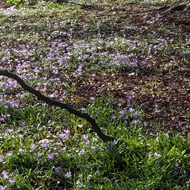 Purple crocuses sprouting through the grass in a bed surrounding a bare branched tree