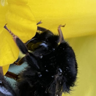 Close up of a bright yellow daffodil with a bumble bee