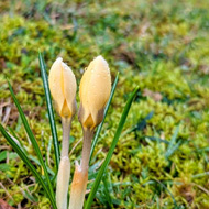 Yellow crosus growing out a lawn.