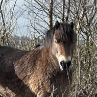 Group of Exmoor Ponies looking towards the camera