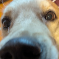 Friendly Golden Retriever nuzzling the camera