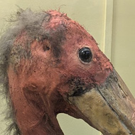 Photo of some slightly unattractive ancient bird exhibit at Natural History Musuem at Tring