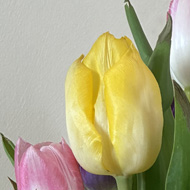 Purple, yellow, white and pink tulips, in a glass of water on a wooden serface