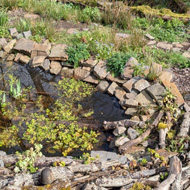 A collage of pictures from a walk in the woods.