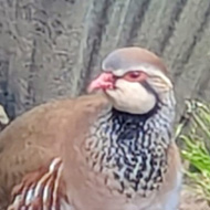 Red legged partridge in a garden