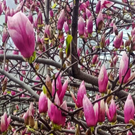 Tree in bloom in spring