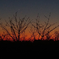 A dark distant sunset glow in the sky on the horizon, with a few points of light, through the silhouette of a nearby tree in the foreground. Otherwise mostly black.