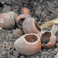 Neatly opened nutshells left by mice