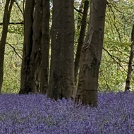 Bluebells in Mop End Wood