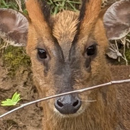 A Muntjac deer in Woburn Forest