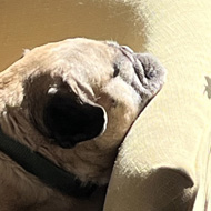 A dog resting her chin on the arm of a yellow sofa. There is a warm patch of sunlight on the dogs face.