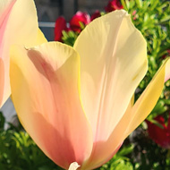 Giant pink and white lily-shaped tulips with the rooftops of the Randolph Hotel and clear blue sky.