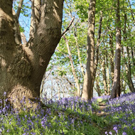 Bluebell wood