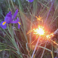 It's dusk and I'm holding a lit sparkler in front of some gorgeous purple Irises and a white washed wall.