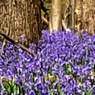 A sea of bluebells fills the photo. I think they are more purple than blue, but whatevs.