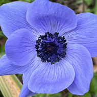 A purple anemone appearing to float