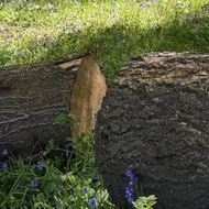 A lush green woodland setting with a carpet of bright blue bluebells covering the floor, with a bisected tree trunk in the lower foreground