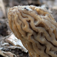 A single wrinkly-capped morel mushroom close up which has fruited from some bark in a shady spot