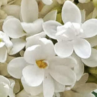 Tree in bloom