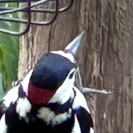 One of our bird feeders with a male Greater Spotted Woodpecker feeding.