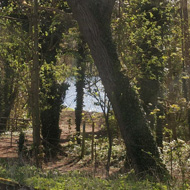 Lake viewed through ivy-covered trees, with a mysterious metal box rusting into the undergrowth in the foreground