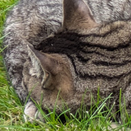 tabby cat curled up on on green grass
