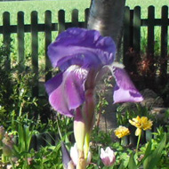 Large clump of oldfashioned irises in a garden