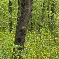 Woods