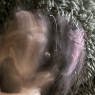 A blurry picture of a small dog in her bed