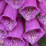 Benefits of rain