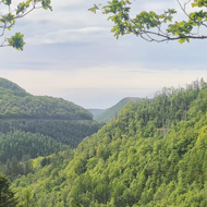 Lush green ancient woodland covers a deep gorge