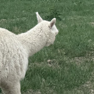 A child holds a rope leading a white alpaca across a grassy mountain field, while a darker one walks off freely to the side. A large mountain rises behind them.
