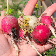 5 radishes on an outstretched hand, with the kitchen garden behind