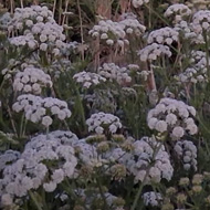 Big blooms of cow parsley and a full moon hanging above