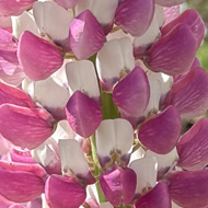 6 stunning pink flowering lupin spikes