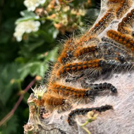 A green and brown hedgerow featuring two large, white caterpillar 'nests'