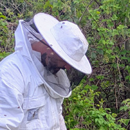 A beekeeper in full white beekeeping gear stands over a wooden box swarming with bees in the undergrowth by a fence in the corner of a field