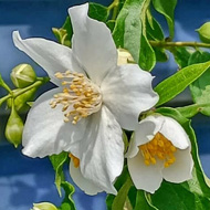 Summer flowers in bloom