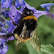 Close up of Bee collecting pollen from purple flower
