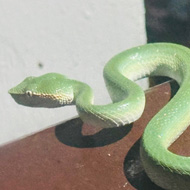A selection of animals spotted in Borneo