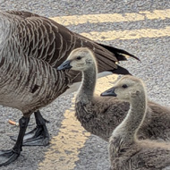 Having been stuck at home throughout May with Gout I finally managed a short trip to our  local garden centre where I encountered a cute parade of fluffiness - a proud mother Canada Goose was taking her five goslings from the lake to explore the car park. A lucky sighting!